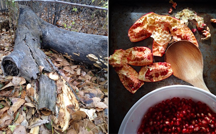 forest_log_pomegranate