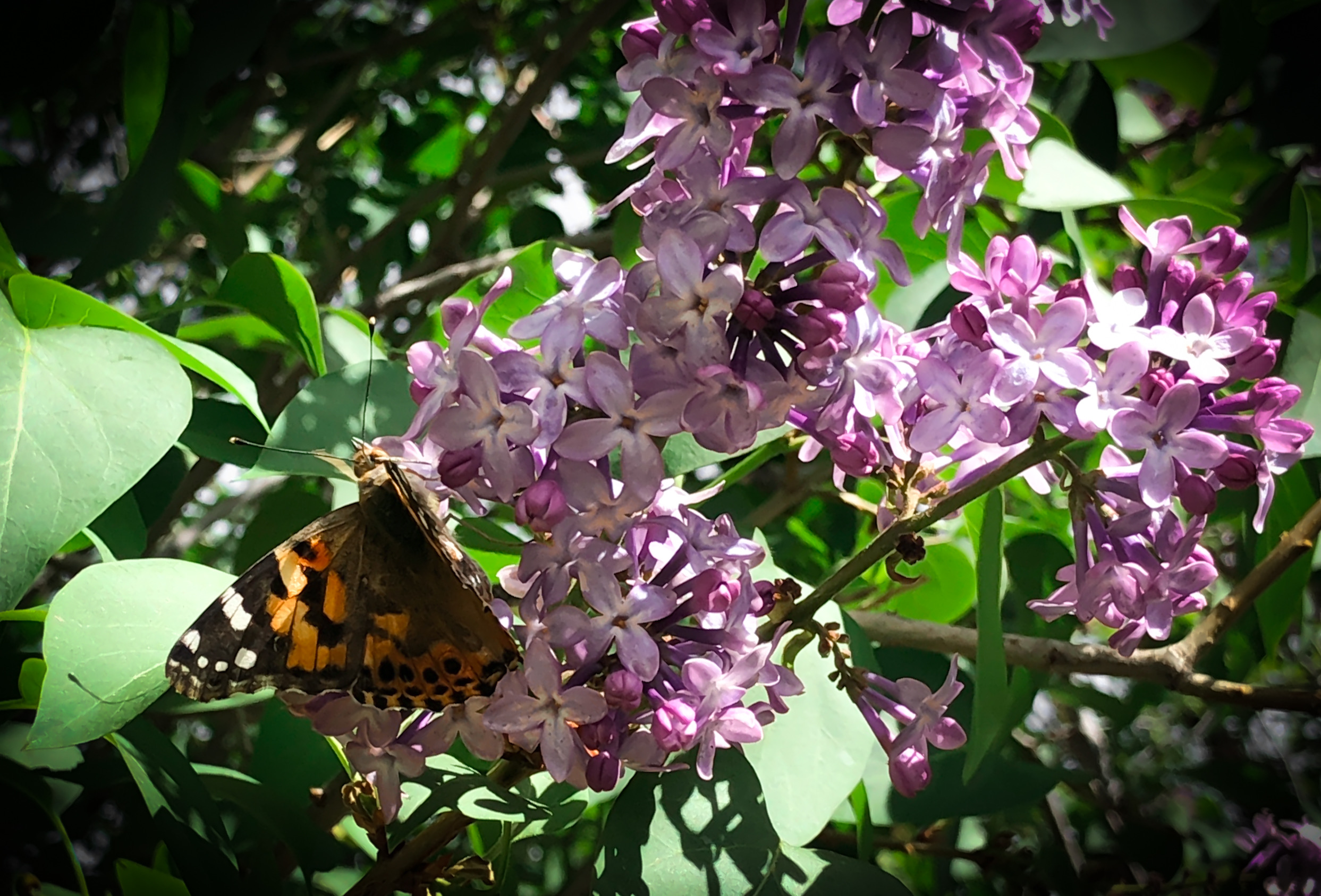 butterfly lilac