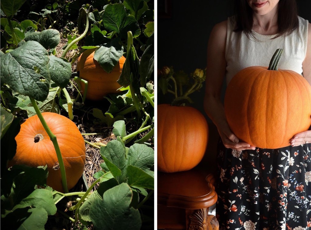 Pumpkin patch and a sausage stew